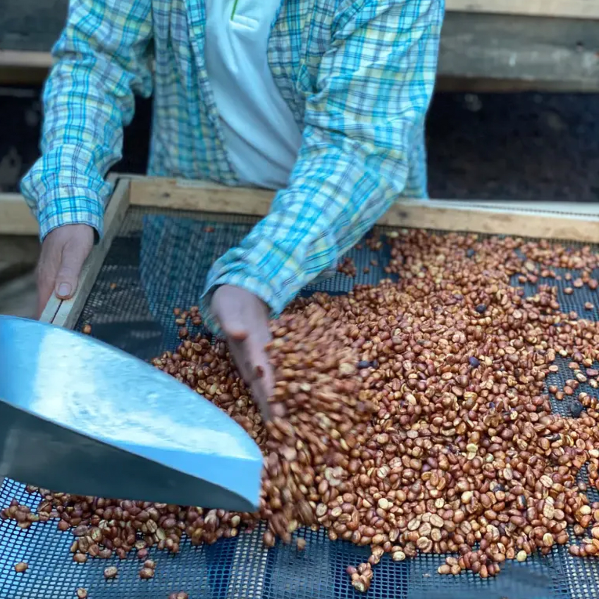 Honey Bourbon Blend, Medium Roast by Left Hand Roasters